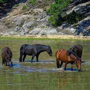 horseriding-(1)