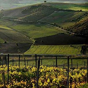 wine-roads-(1) wine-roads-(1)
